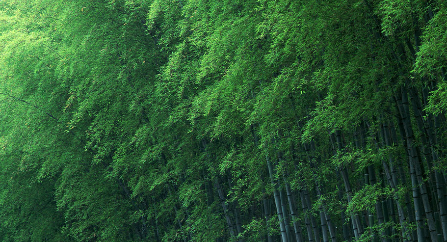 Jiaxing Xuanyi Comércio Internacional Co., Ltd